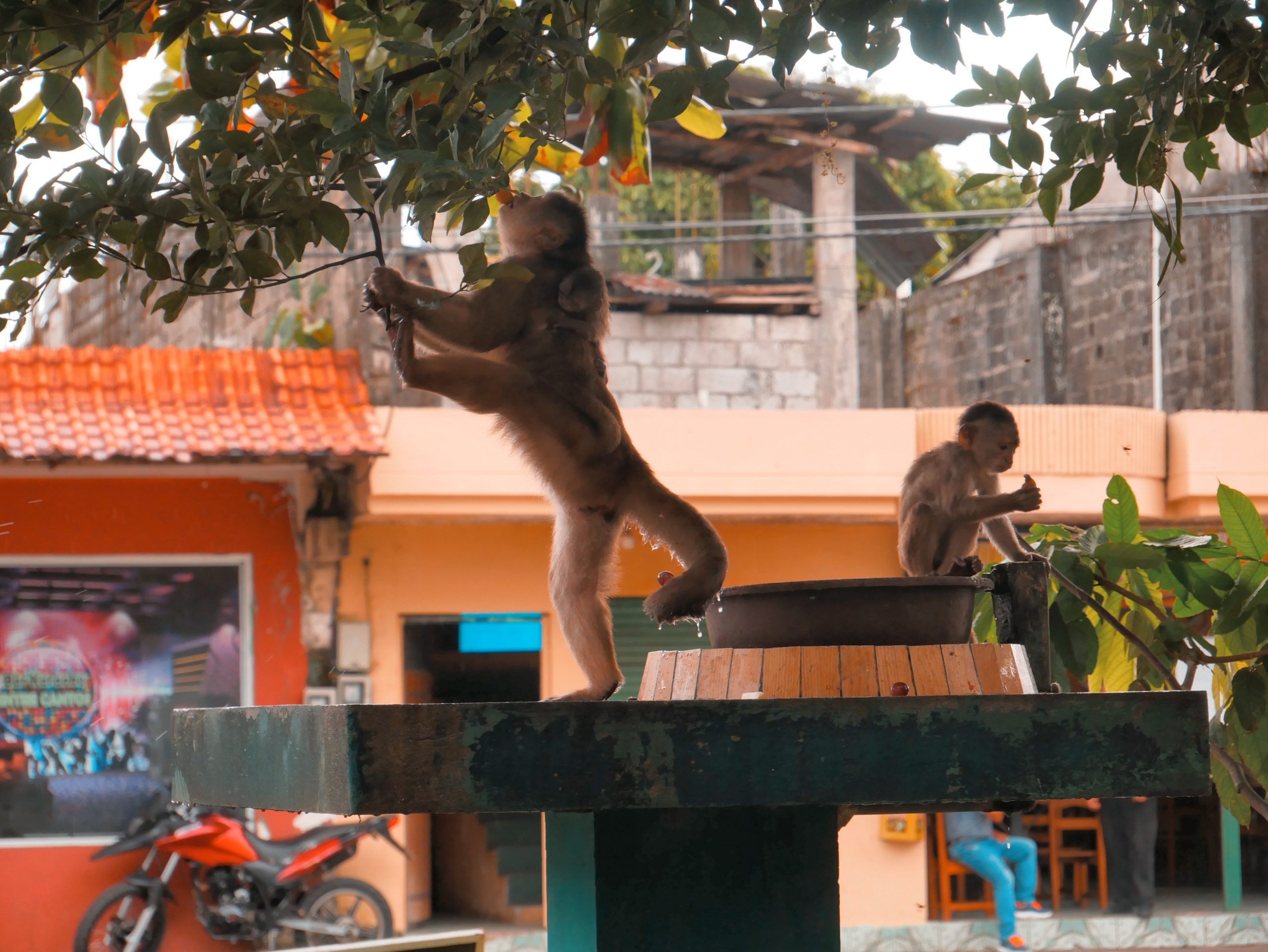 Puerto Misahuali monkeys